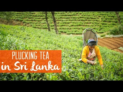 On a Tea Plantation in Nuwara Eliya, Sri Lanka