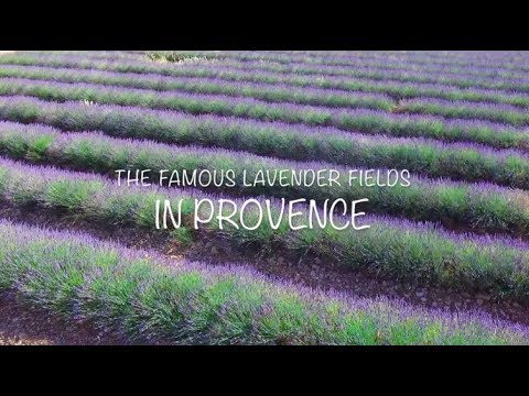 Lavender Fields In Provence, France - DJI Phantom 3 Drone