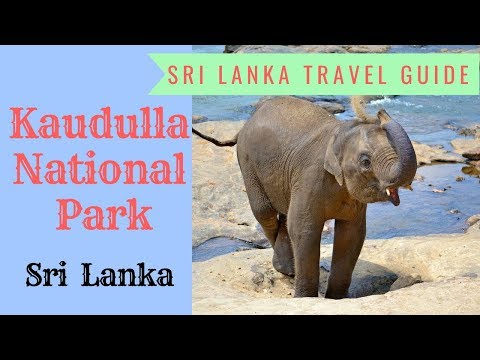Kaudulla National Park Elephant Safari // Wild Elephants in Sri Lanka
