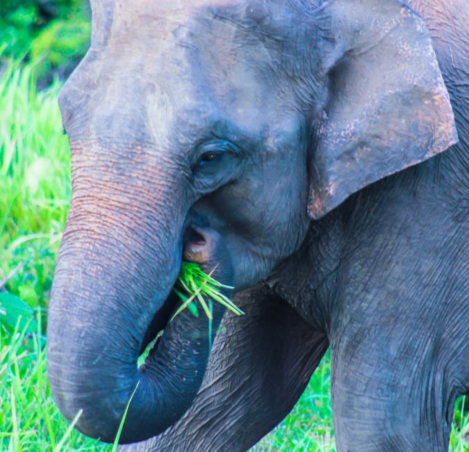 elephant-safari-sri-lanka