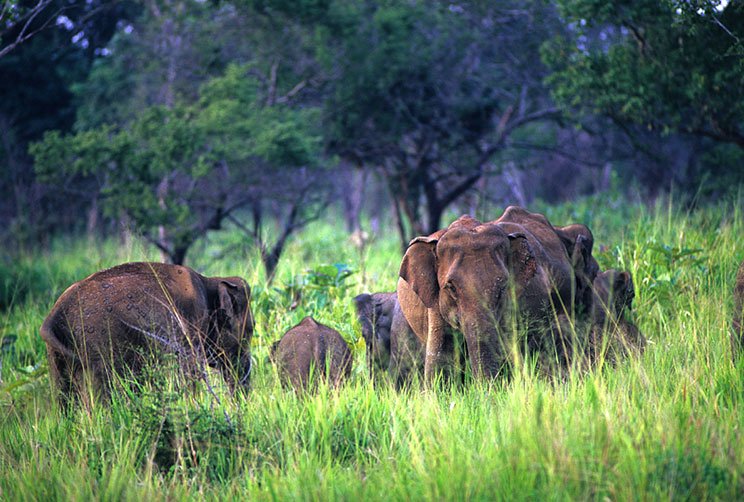 yala national park safari