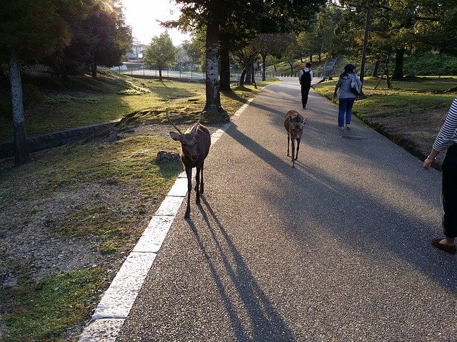deer park japan