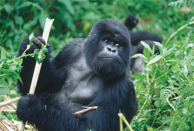 mountain gorillas Rwanda